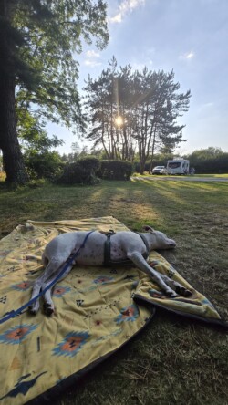 Buddy asleep in the shade of a tree